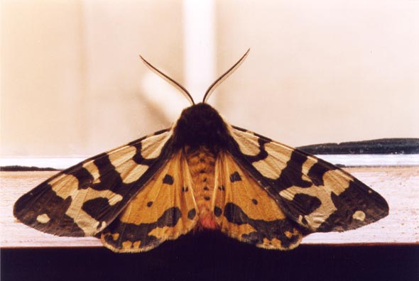 Arctia villica